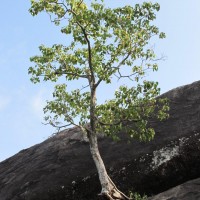 Ficus arnottiana (Miq.) Miq.